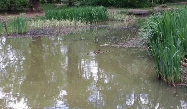 A lovely picture taken by a resident of babies enjoying Apostles Pond.