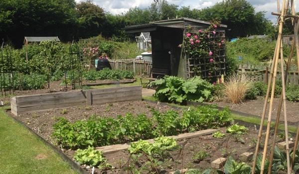 A well tended allotment